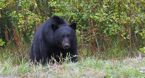 Newfoundland Black Bear